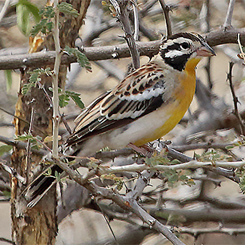 Somali Bunting