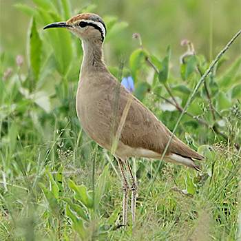 Somali Courser
