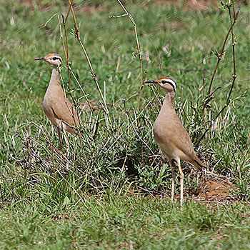 Somali Courser