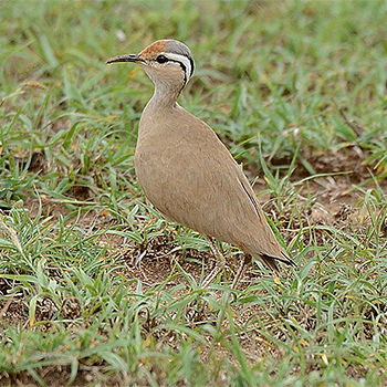 Somali Courser