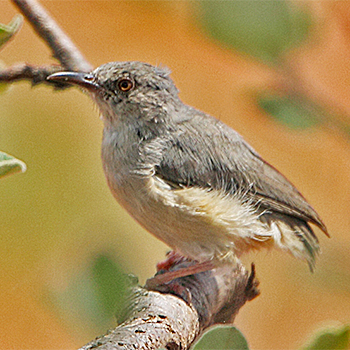 Somali Crombec