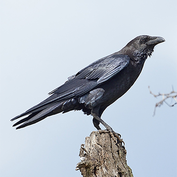 Somali Crow