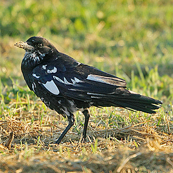 Somali Crow/Pied Crow hybrid
