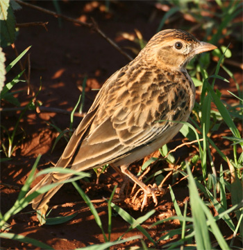 Somali Short-toed Lark