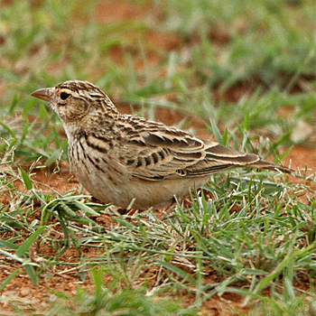 Somali Short-toed Lark