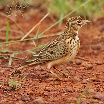 Somali Short-toed Lark
