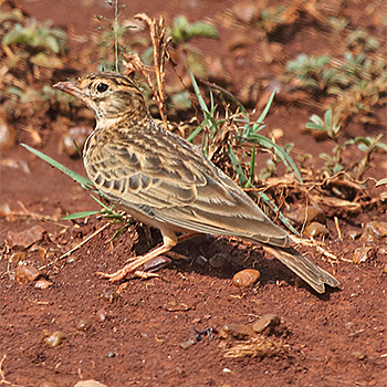 Somali Short-toed Lark