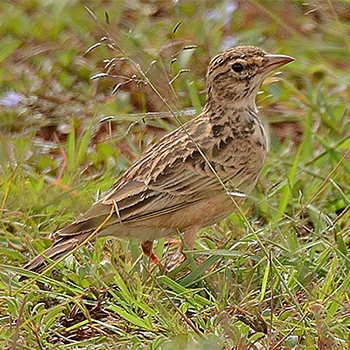 Somali Short-toed Lark