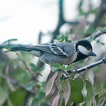 Somali Tit