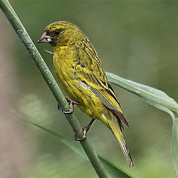 Southern Citril