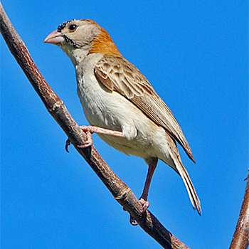 Speckle-fronted Weaver