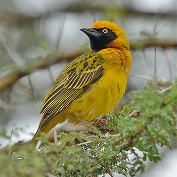 Speke's Weaver