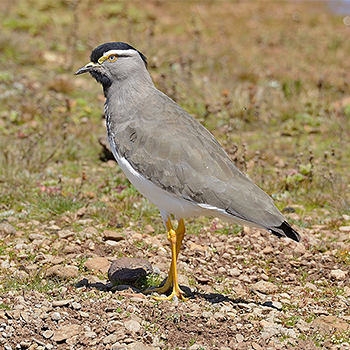 Spot-breasted Lapwing