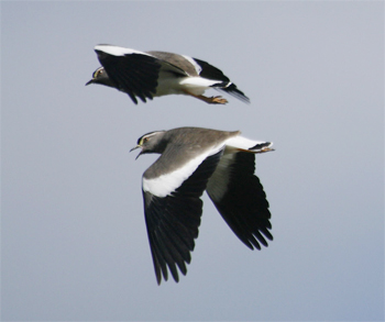 Spot-breasted Lapwing