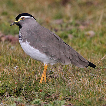 Spot-breasted Lapwing