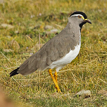 Spot-breasted Lapwing