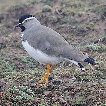 Spot-breasted Lapwing