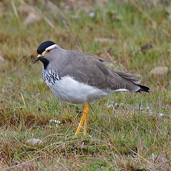 Spot-breasted Lapwing