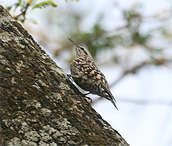 African Spotted Creeper