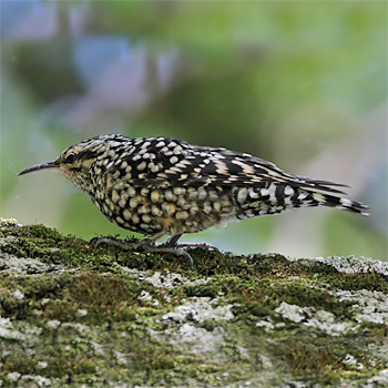 African Spotted Creeper