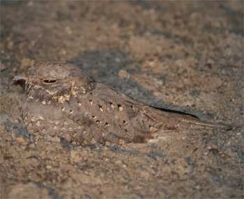 Spotted Nightjar