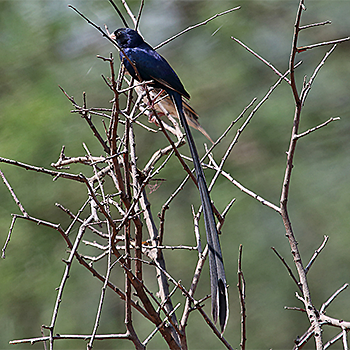 Steel-blue Whydah