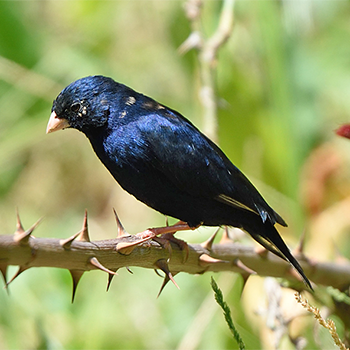 Steel-blue Whydah