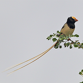 Straw-tailed Whydah