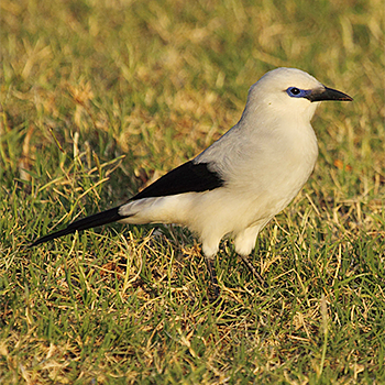 Stresemann's Bush-crow