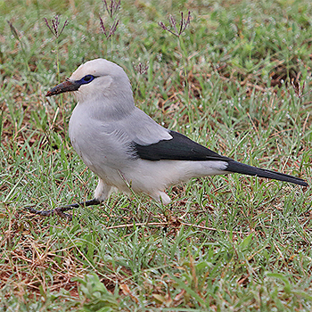Stresemann's Bush-crow