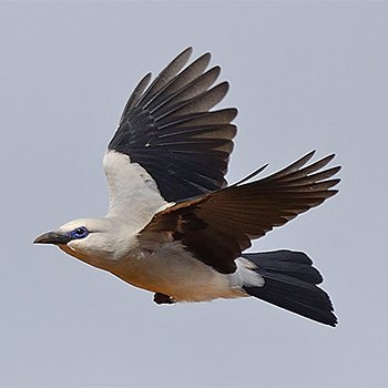 Stresemann's Bush-crow