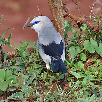 Stresemann's Bush-crow