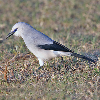 Stresemann's Bush Crow