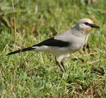 Stresemann's Bush-crow