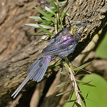 Tacazze Sunbird
