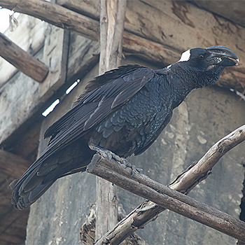 Thick-billed Raven