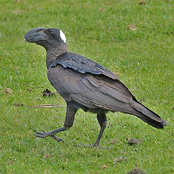 Thick-billed Raven