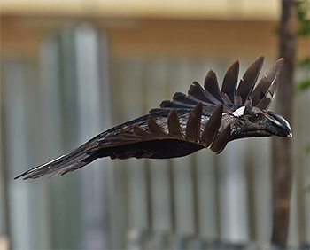 Thick-billed Raven