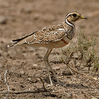 Three-banded Courser