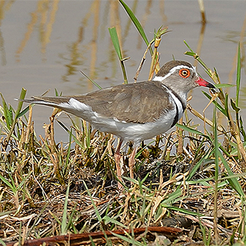 Three-banded Plover