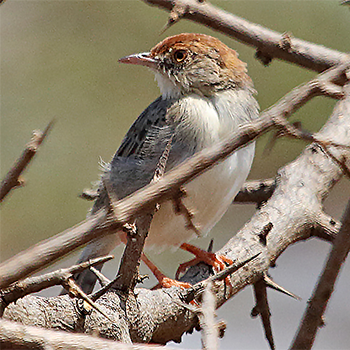 Tiny Cisticola