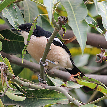 Ethiopian Boubou