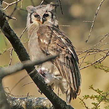 Verreaux's Eagle-owl