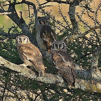 Verreaux's Eagle-owls