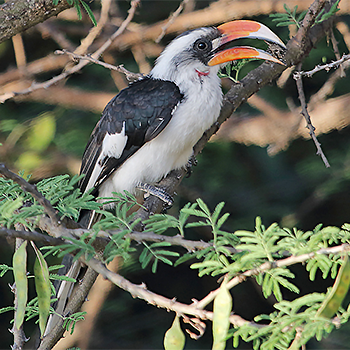 Von Der Decken's Hornbill