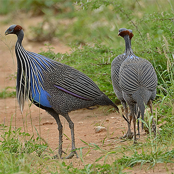 Vulturine Guineafowl