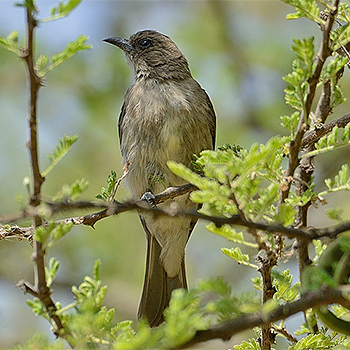 Wahlberg's Honeyguide