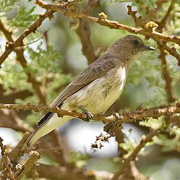 Wahlberg's Honeyguide