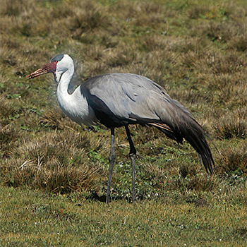 Wattled Crane