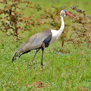 Wattled Crane